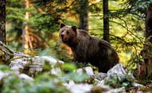 Bär im Wald