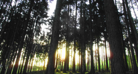 Blick in den Wald